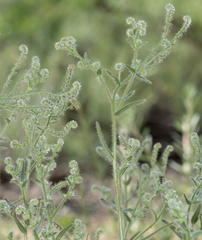 Cryptantha microstachys
