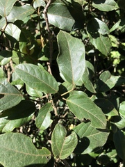 Combretum edwardsii