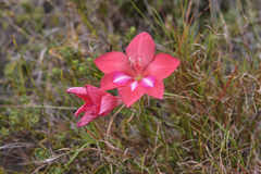 Gladiolus carmineus