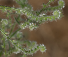 Cryptantha microstachys