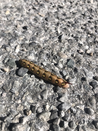 Hyles gallii