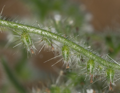 Cryptantha microstachys