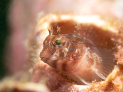 Tasselled Blenny photo 3