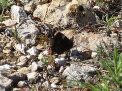 Vanessa atalanta