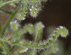 Cryptantha microstachys