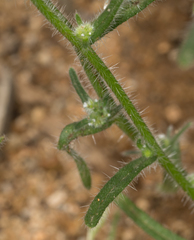 Cryptantha microstachys