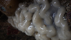 Cystodytes lobatus