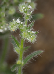 Cryptantha microstachys