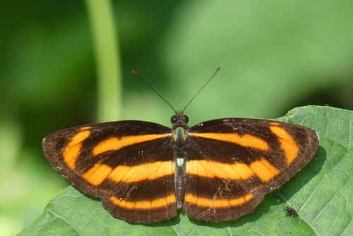 Neptis miah Moore, 1857