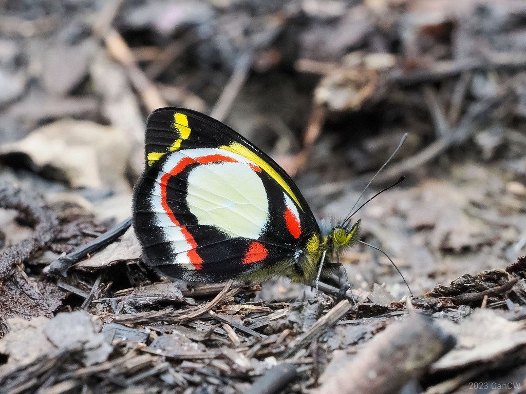 Delias leucias