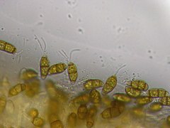 Truncatella angustata