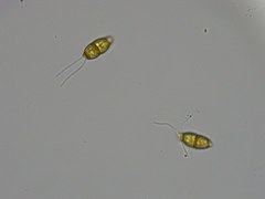 Truncatella angustata