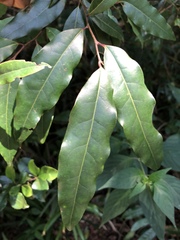 Cryptocarya transvaalensis