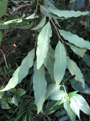 Cryptocarya transvaalensis