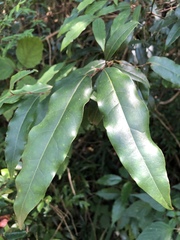 Cryptocarya transvaalensis