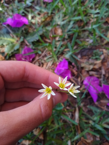 Nothoscordum bonariense, photograph 5