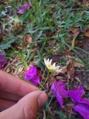 Nothoscordum bonariense, photograph Ezequiel Racker, CC BY, iNaturalist via GBIF