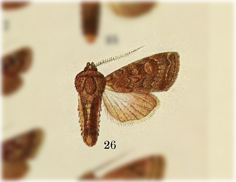 Eriopyga contempta