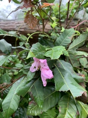 Rhododendron × pulchrum