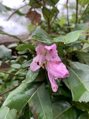 Rhododendron × pulchrum