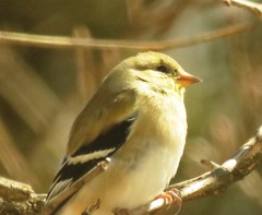 Spinus tristis tristis