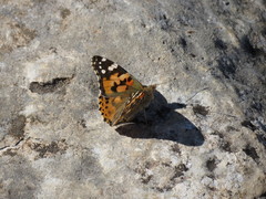 Vanessa cardui
