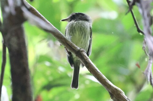 Double-banded Pygmy Tyrant (Lophotriccus vitiosus), photo 5