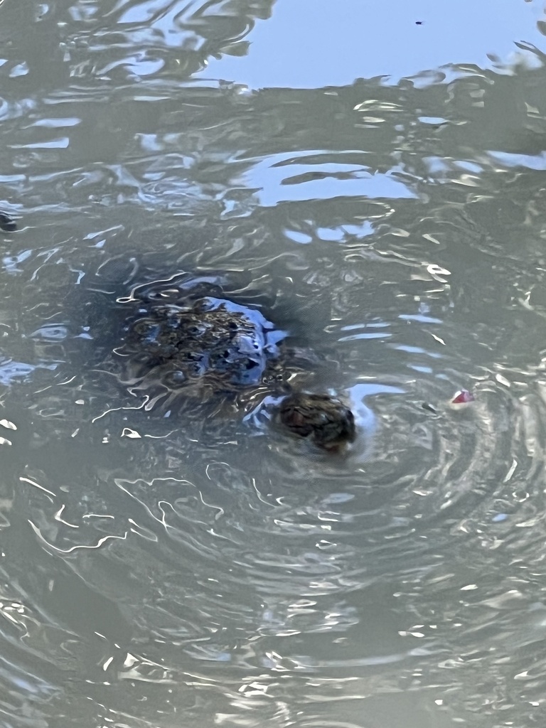 Central Antillean slider in October 2023 by eowyn02 · iNaturalist