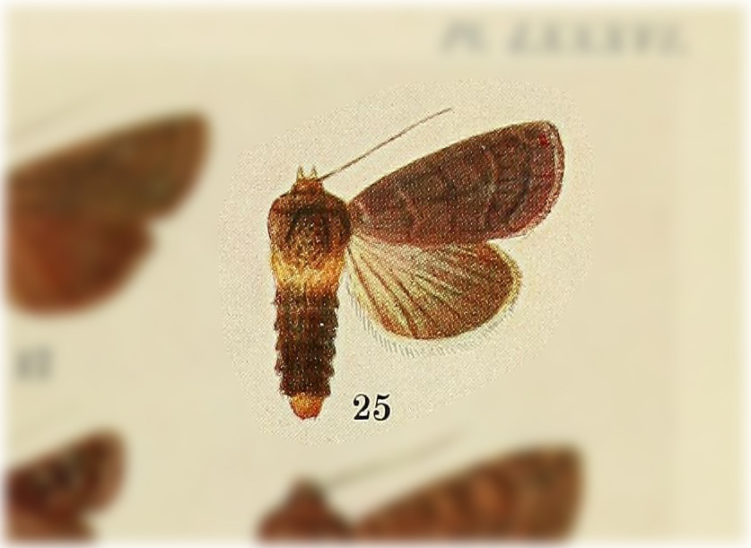 Eriopyga mediorufa