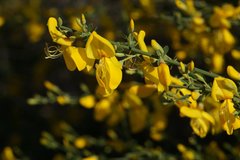 Cytisus grandiflorus