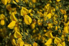Cytisus grandiflorus