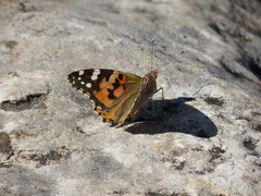 Vanessa cardui