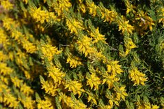 Genista hirsuta