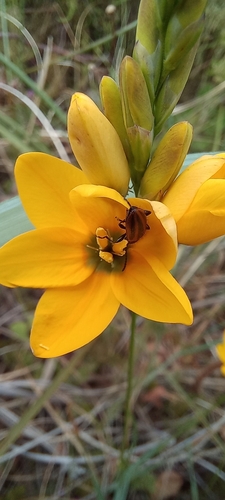 Image of Ixia sarmentosa by (c) Adele SL, some rights reserved (CC BY)