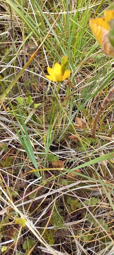 Image of Ixia sarmentosa by (c) Adele SL, some rights reserved (CC BY)