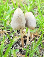 Panaeolopsis