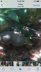 Cabassous unicinctus