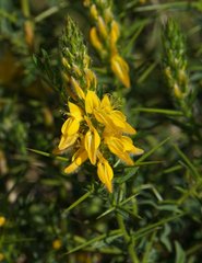 Genista hirsuta