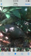 Cabassous unicinctus