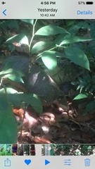 Cabassous unicinctus