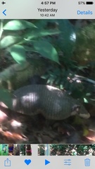 Cabassous unicinctus