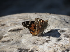 Vanessa cardui