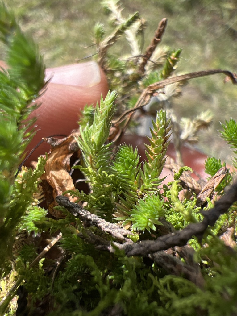 Selaginella arsenei