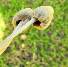 Panaeolopsis