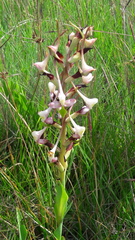 Disa cooperi