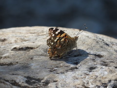 Vanessa cardui
