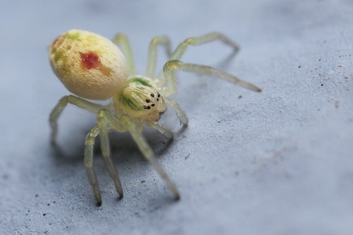 Bleeding Heart Spider, Shaftesbury Road, Exeter, England, GB, photo 9 of 10