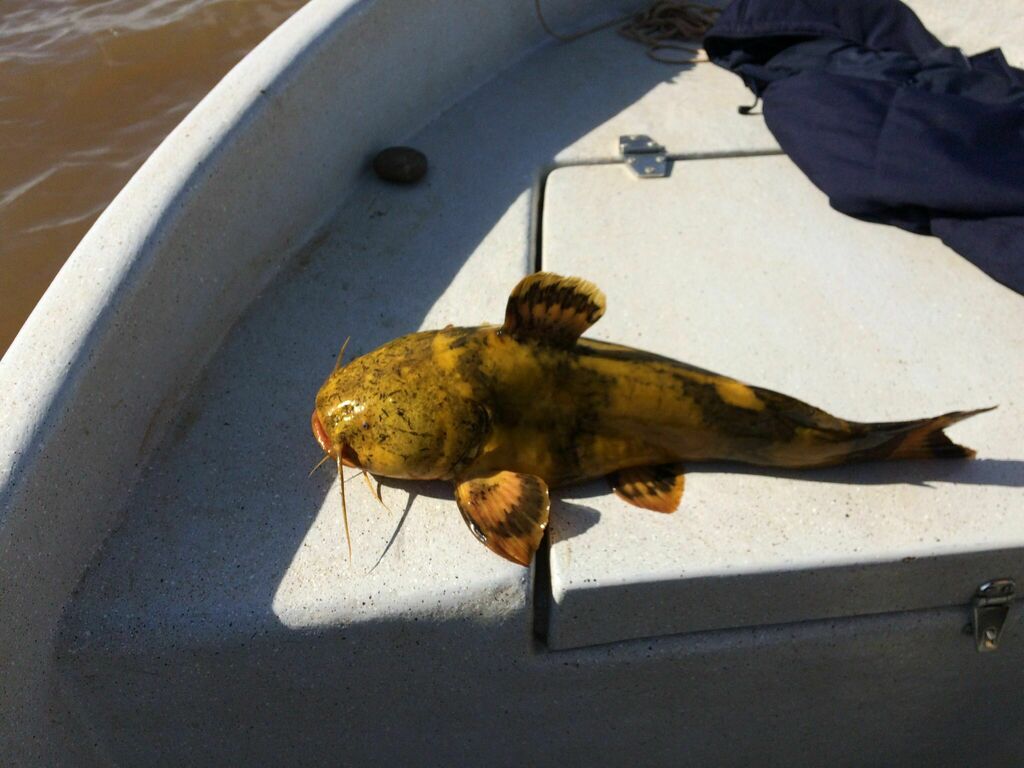 Manguruju (Pseudopimelodus mangurus) — Pseudopimelodidae