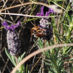 Rhodanthidium sticticum