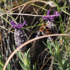 Rhodanthidium sticticum